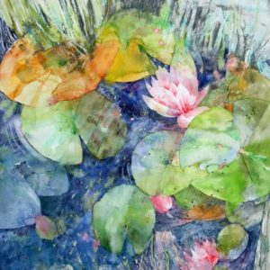 Scottish Waterlilies Print